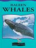 Baleen_whales